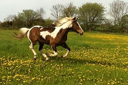 Ponnyridning
