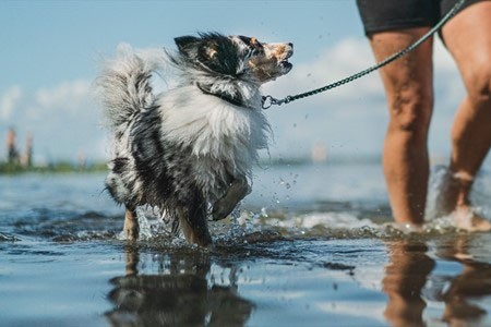 Agility och hundlekplats